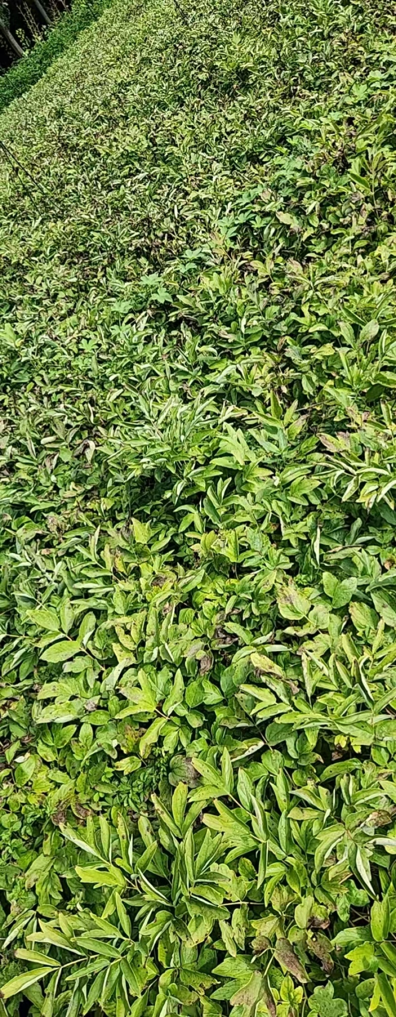 凤丹苗，一年苗二年苗三年苗规格齐全价格便宜包成活包技术