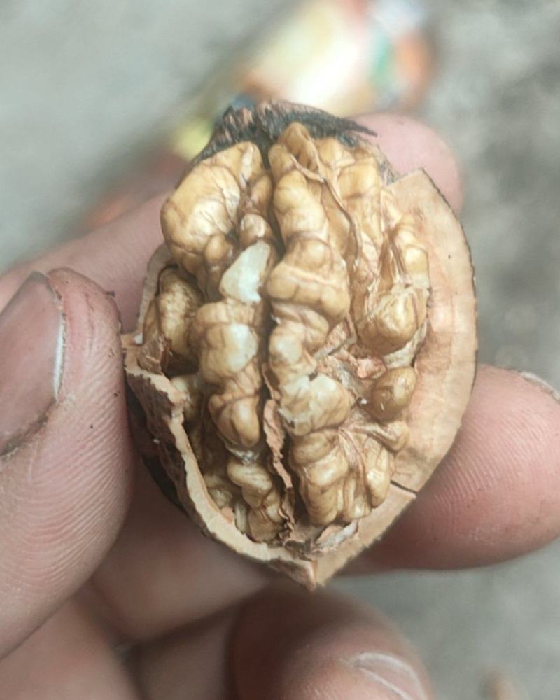 核桃【产地直供一手货源品质保证】欢迎来电