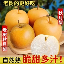 精品秋月梨，对接全国市场，商超，电商为主品质保证