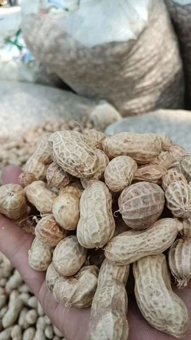 湖北鲜花生，湿花生，精品小白沙罗汉果，市场、电商、工厂