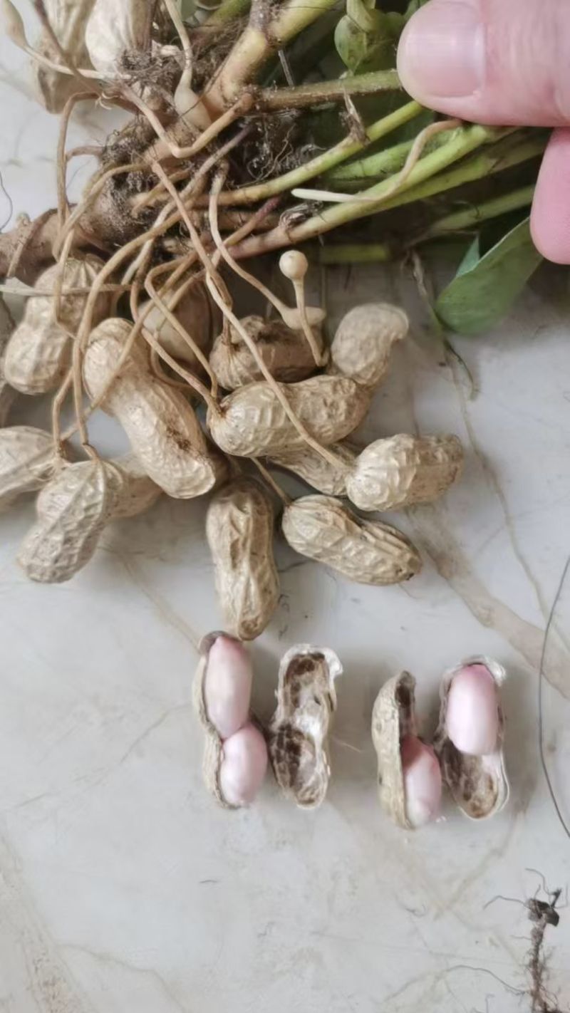 湖北鲜花生，湿花生，精品小白沙罗汉果，市场、电商、工厂