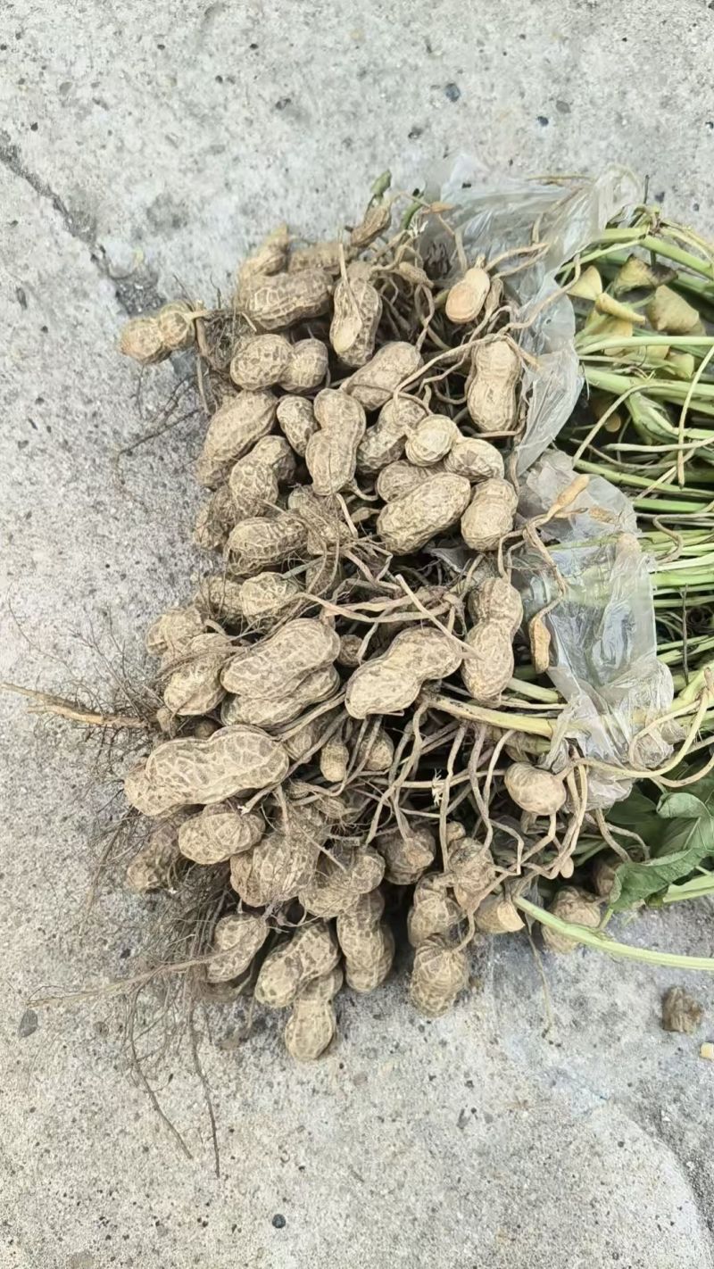 湖北鲜花生，湿花生，精品小白沙罗汉果，市场、电商、工厂