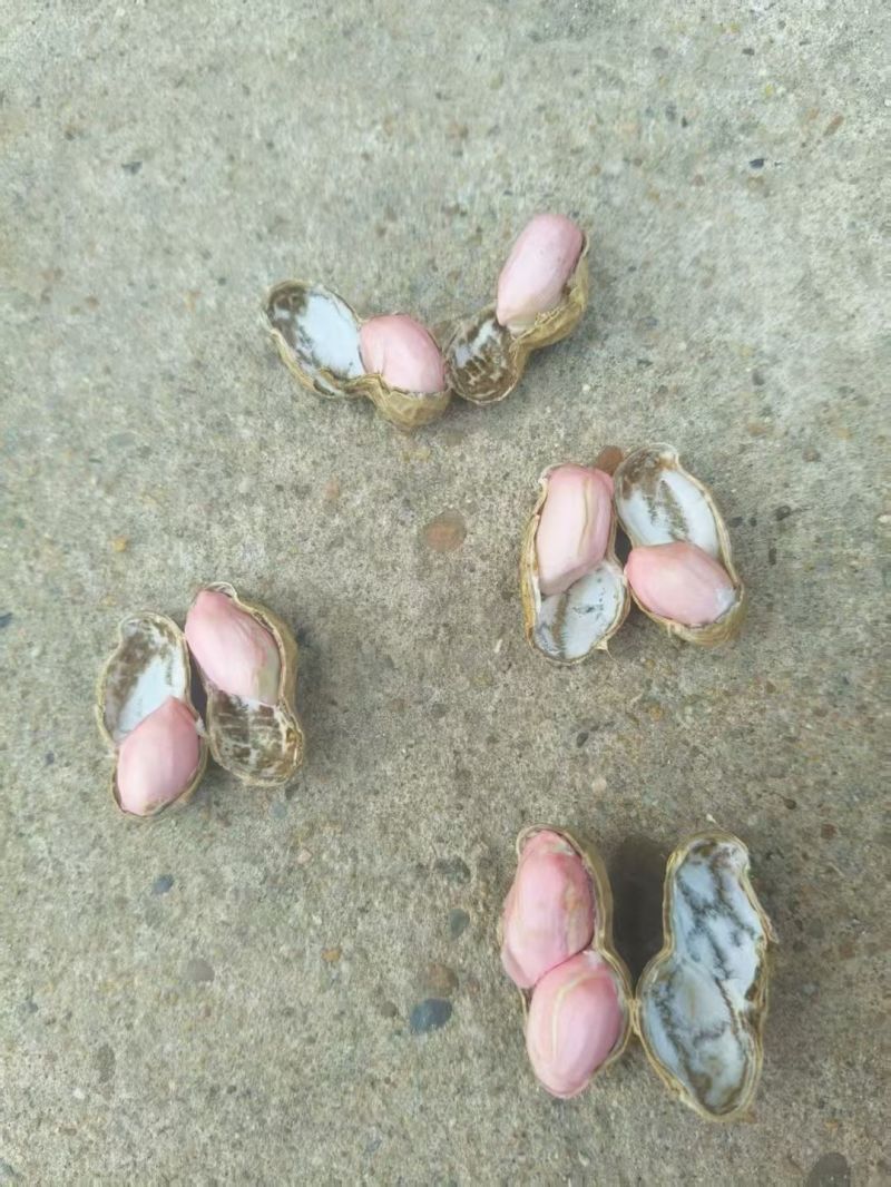 湖北鲜花生，湿花生，精品小白沙罗汉果，市场、电商、工厂