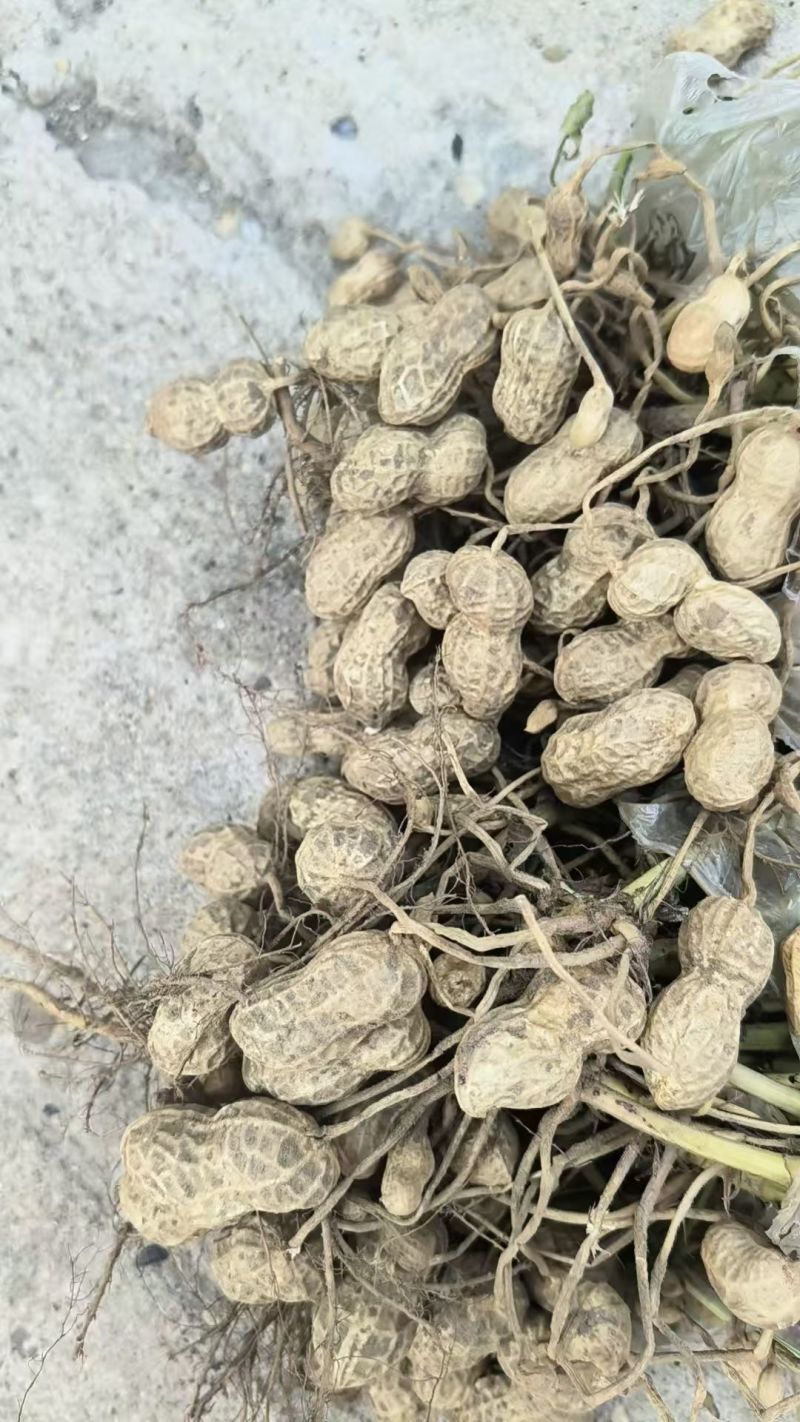 湖北鲜花生，湿花生，精品小白沙罗汉果，市场、电商、工厂