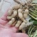 湖北鲜花生，湿花生，精品小白沙罗汉果，市场、电商、工厂