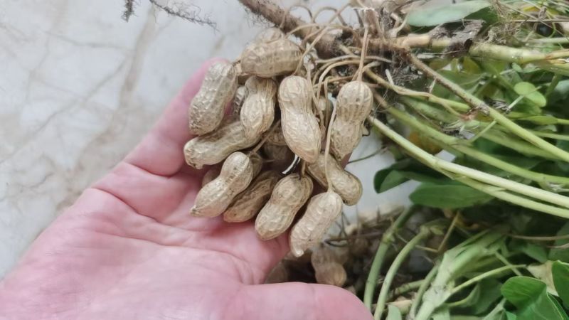 湖北鲜花生，湿花生，精品小白沙罗汉果，市场、电商、工厂