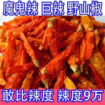 批发野山椒辣椒粉
