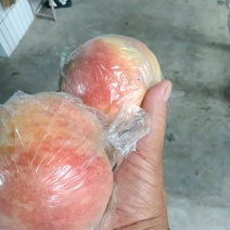 精品毛桃对接批发零售电商一级二级货，