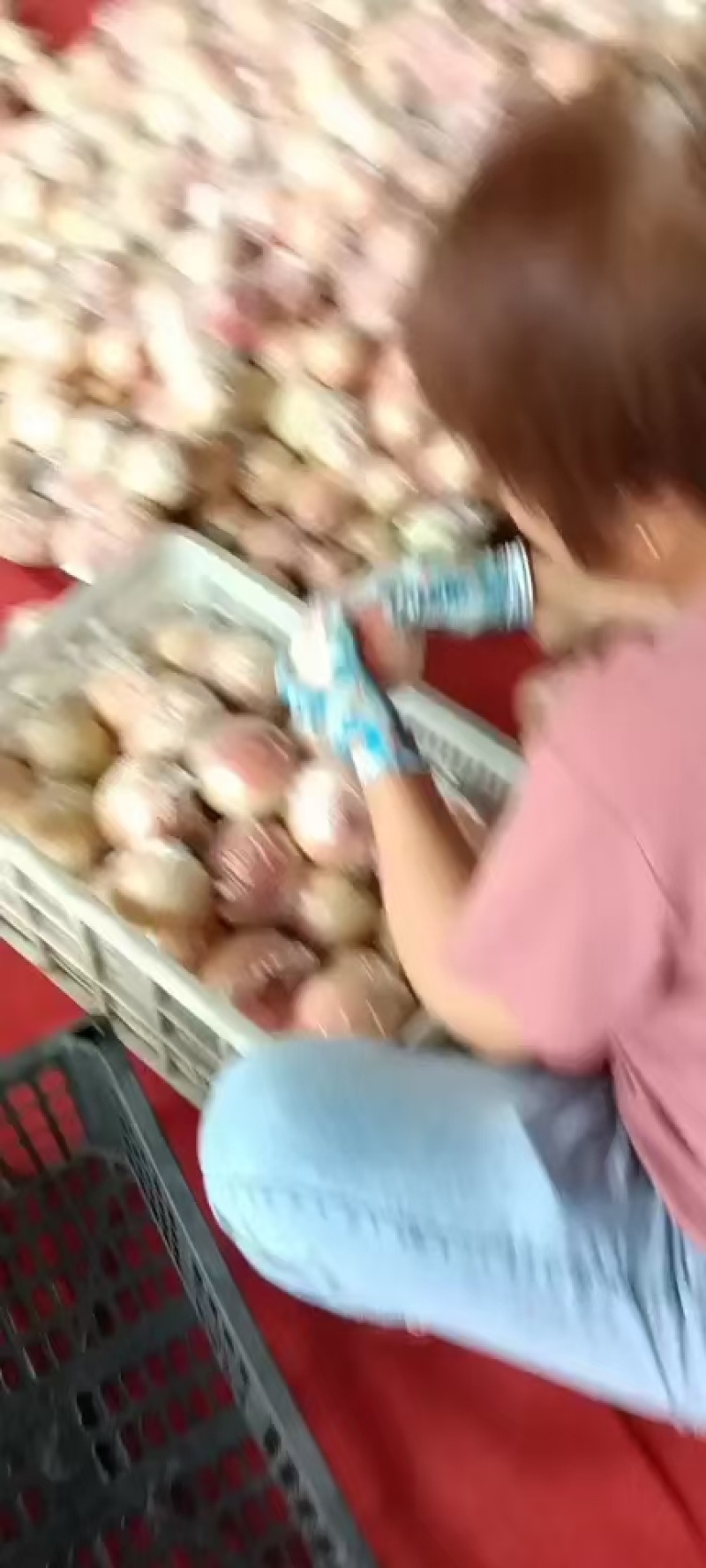 精品毛桃对接批发零售电商一级二级货，
