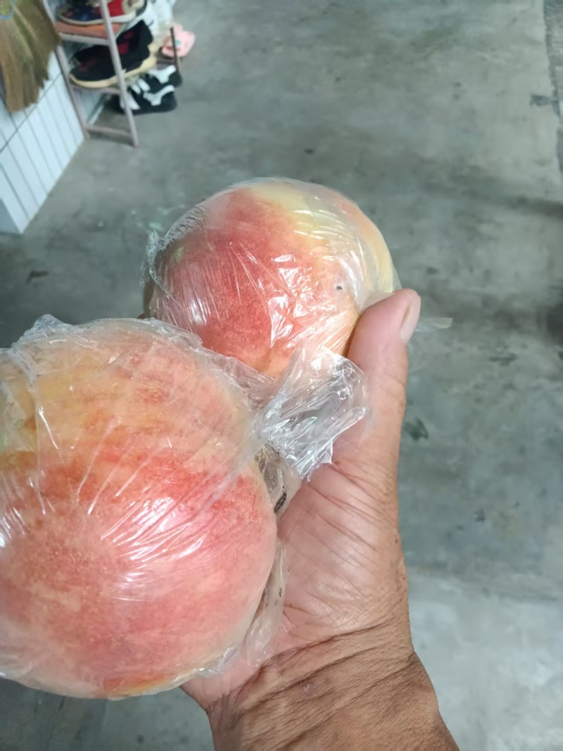 精品毛桃对接批发零售电商一级二级货，