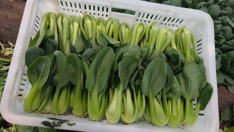 山东青岛万亩油菜，价格低、质量好精品精品