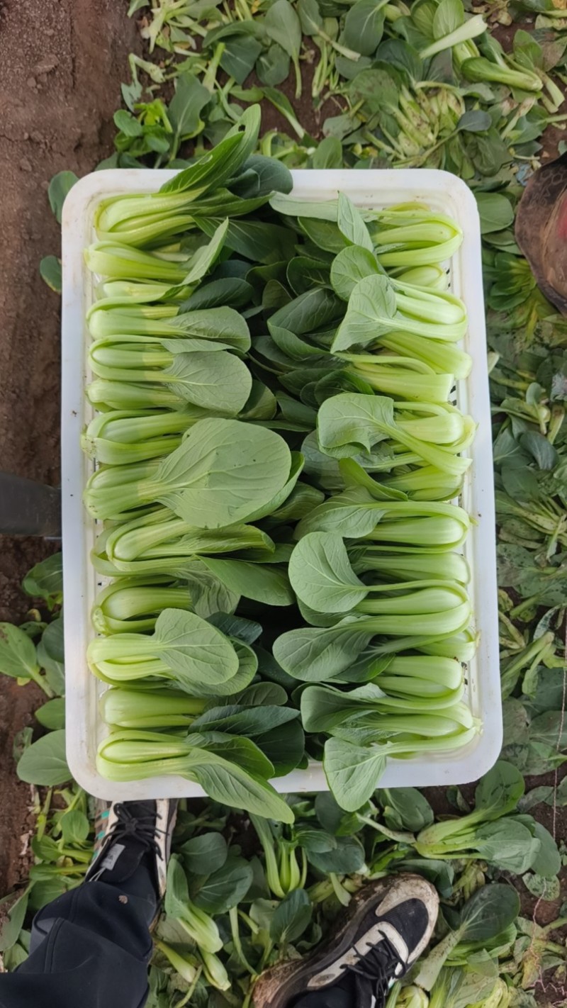 山东青岛万亩油菜，价格低、质量好精品精品