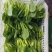 山东青岛万亩油菜，价格低、质量好精品精品