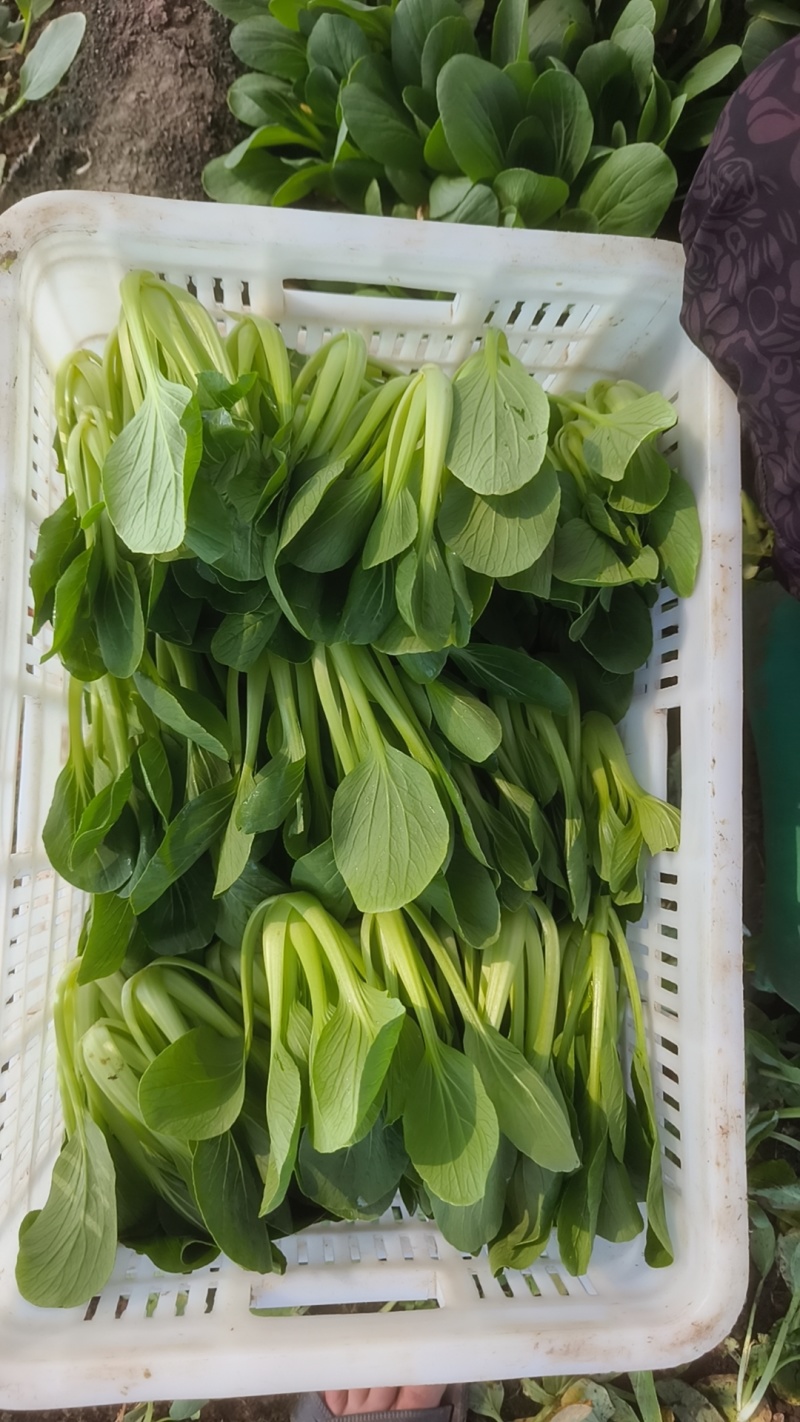 山东青岛万亩油菜，价格低、质量好精品精品
