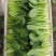 山东青岛万亩油菜，价格低、质量好精品精品