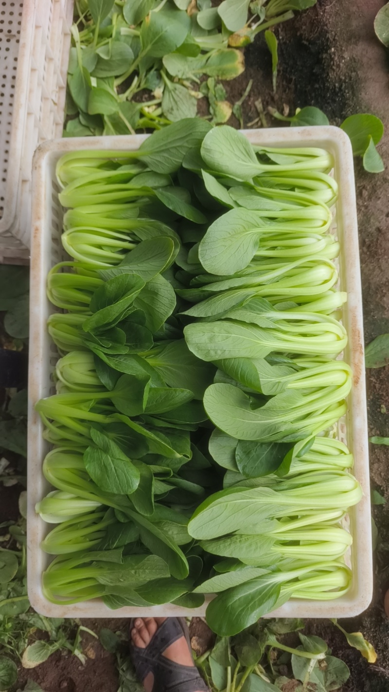 山东青岛万亩油菜，价格低、质量好精品精品