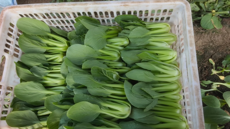 山东青岛万亩油菜，价格低、质量好精品精品