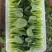 山东青岛万亩油菜，价格低、质量好精品精品