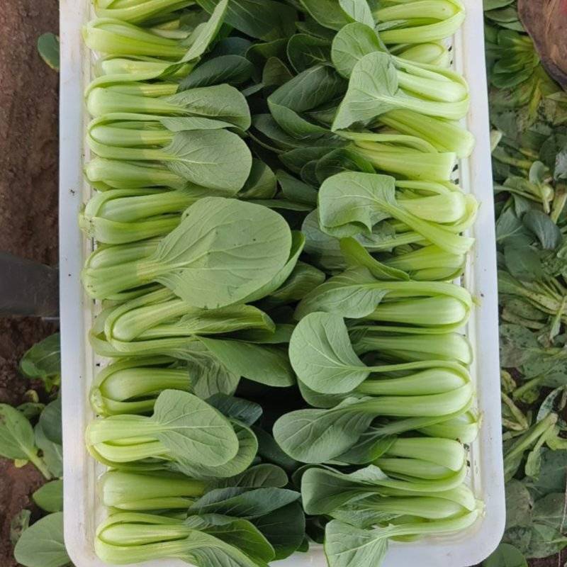 山东青岛万亩油菜，价格低、质量好精品精品