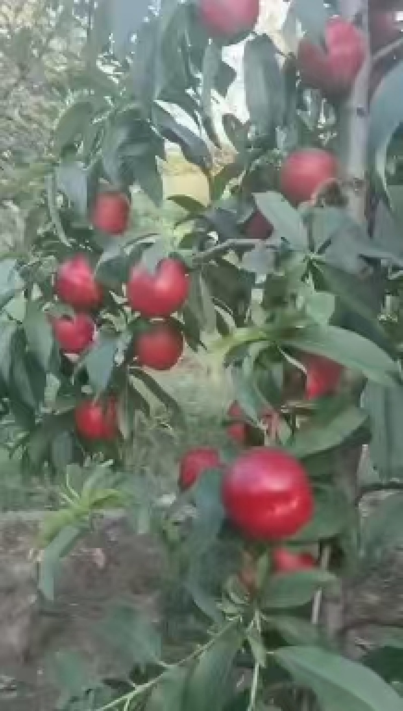 精品油桃一级货电商货，对接批发零售市场