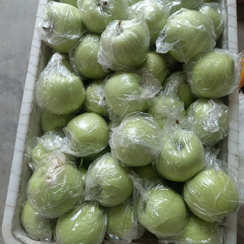 膜袋金帅