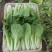 精品小白菜大量上市