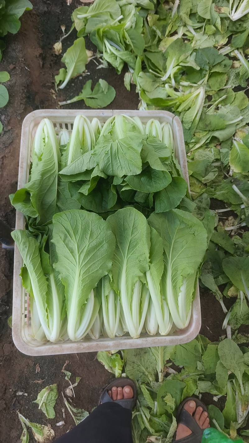精品小白菜大量上市