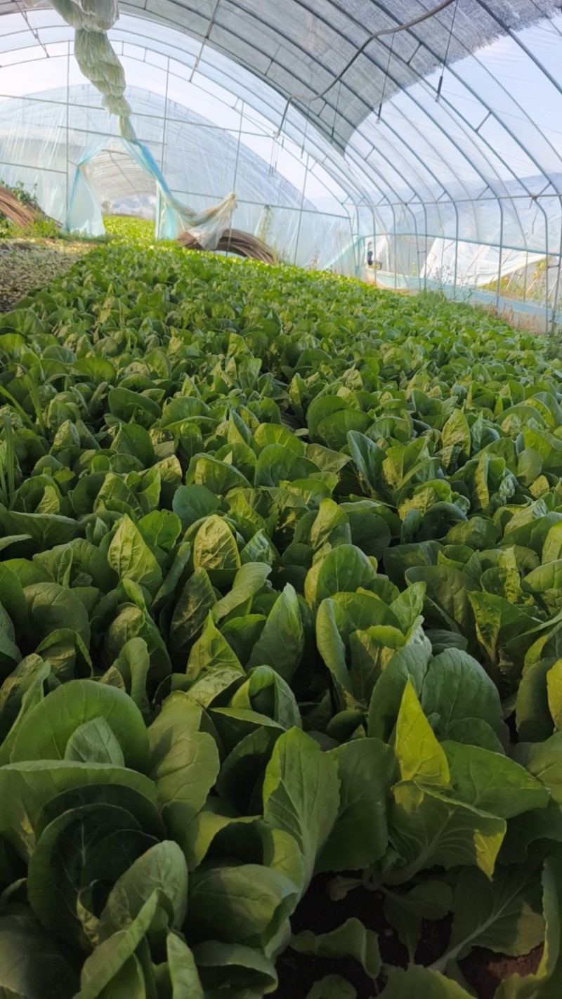 精品小白菜大量上市