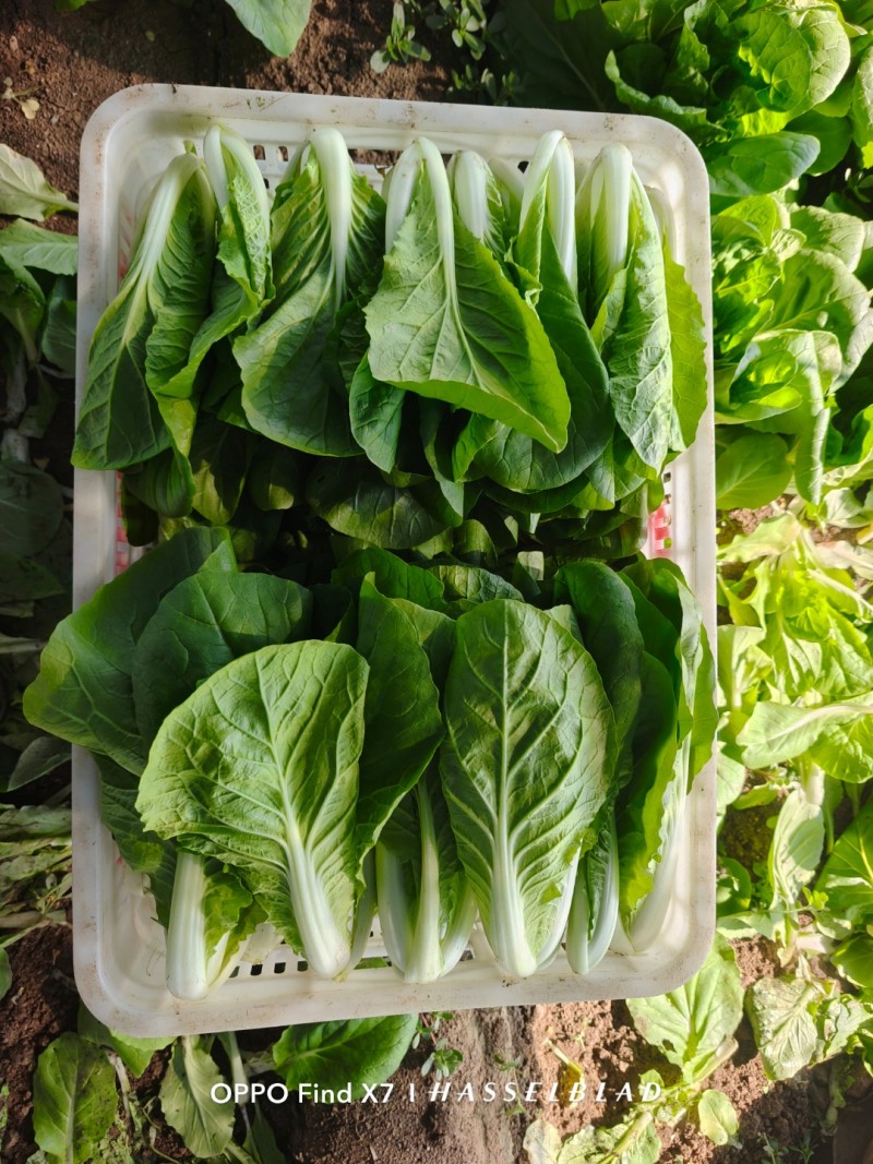 精品小白菜大量上市
