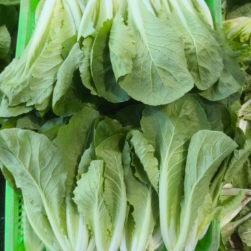 精品小白菜大量上市