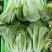精品小白菜大量上市
