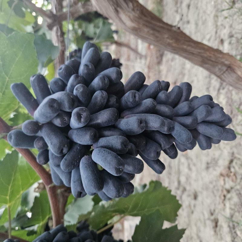 山西运城蓝宝石葡萄大量供应量大从优可视频看货欢迎咨询