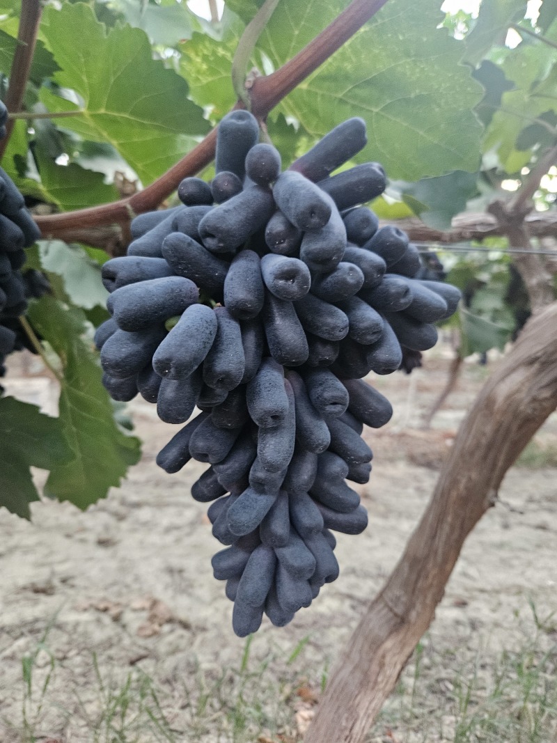 山西运城蓝宝石葡萄大量供应量大从优可视频看货欢迎咨询