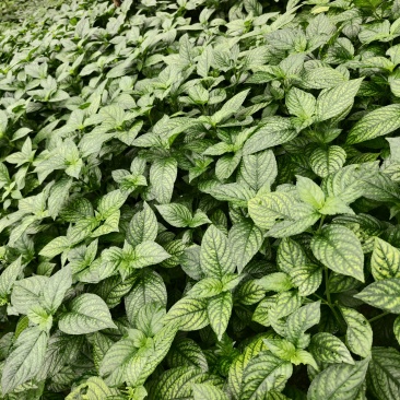糯米香草