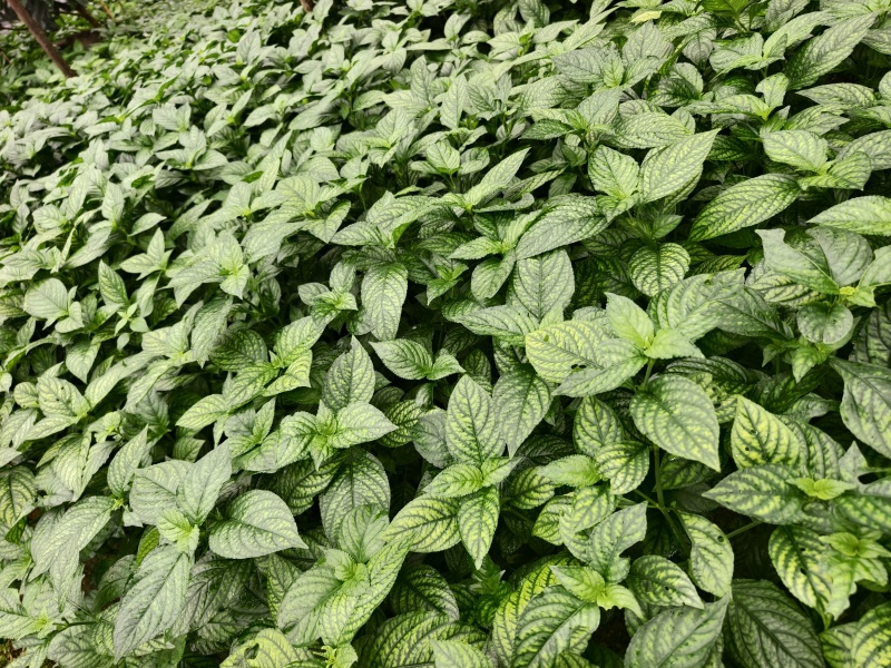 糯米香草