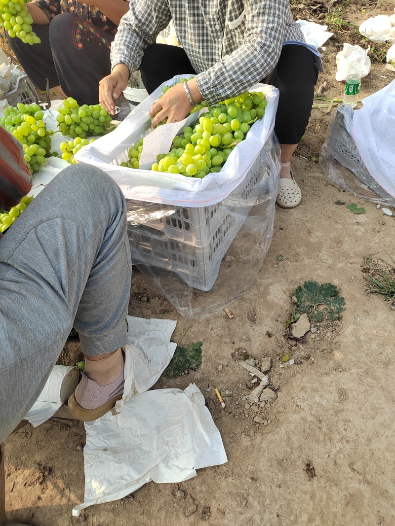 山西运城稷山青提葡萄已上市，欢迎合作共赢