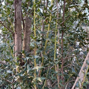 猫儿刺（别名：老虎刺、枸骨、八角刺）
