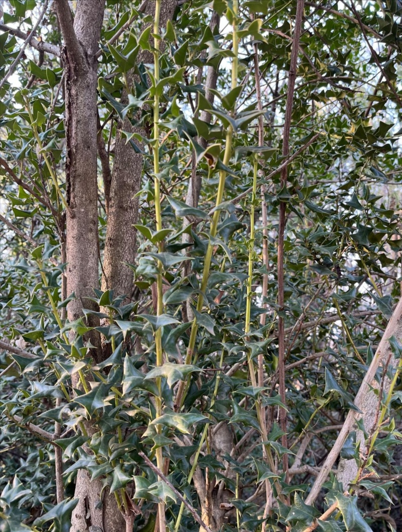 猫儿刺（别名：老虎刺、枸骨、八角刺）