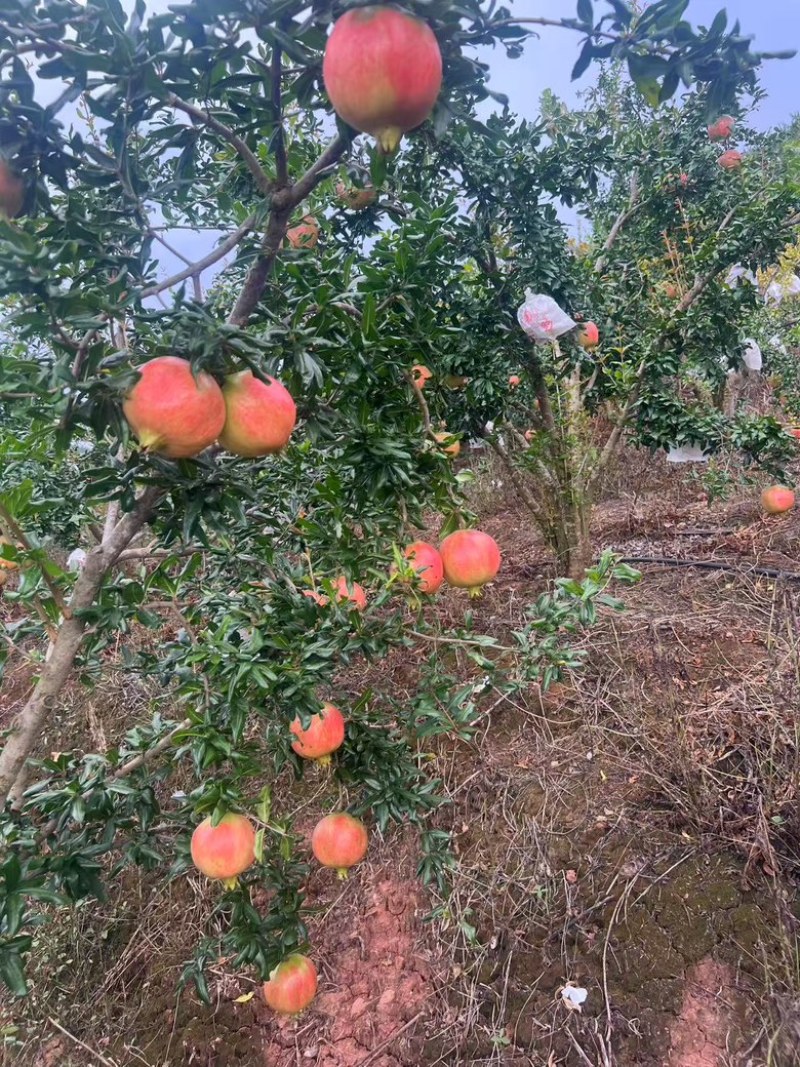 四川会理软籽石榴大量上市，一手货源，现摘现发