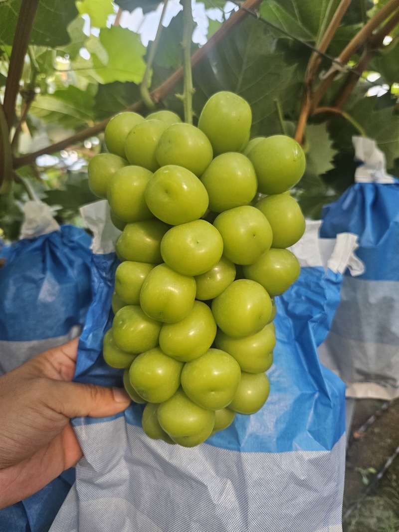 山西运城阳光玫瑰精品