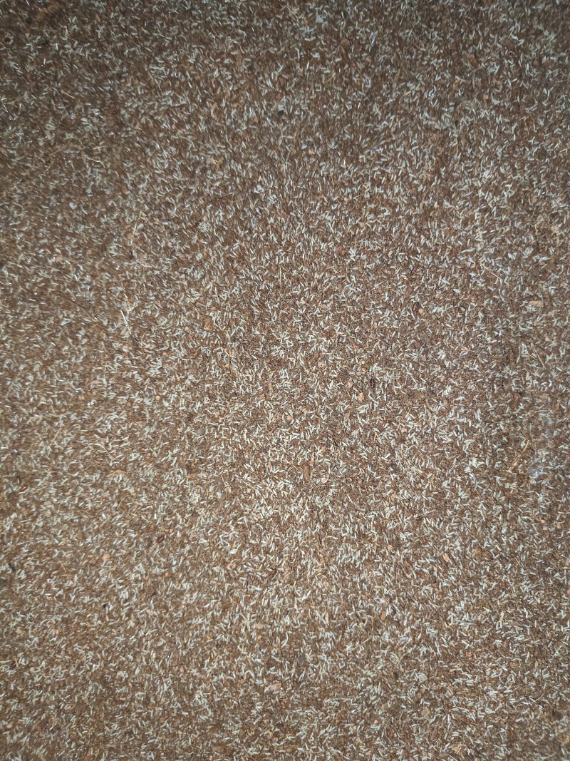 高密度双斑油葫芦蟋蟀虫卵，孵化率成活率都很高，量大价美。