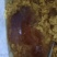 各种天然蜂蜜百花蜜中蜂蜜，中华蜂蜜，土蜂蜜，欢迎下单