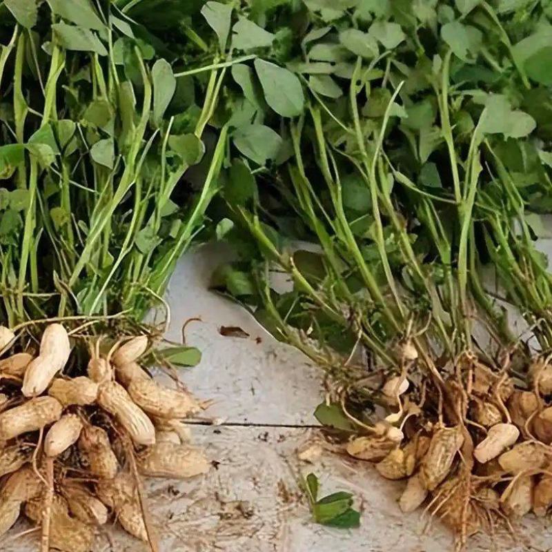 鲜花生，干花生大量供应