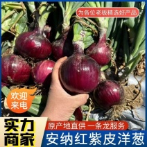 《安纳红紫皮洋葱》内蒙古产地现货直发/量大从优/需要联系