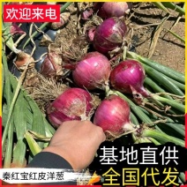红皮洋葱&秦红宝系列/产地货源充足/价格便宜/可来电详谈