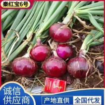 《推荐》秦红宝红皮洋葱/个头大皮毛亮/现货随装/全国发货
