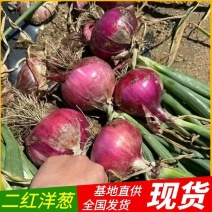 秦红宝6号/二红洋葱/内蒙古洋葱/大量现货供应/代发全国