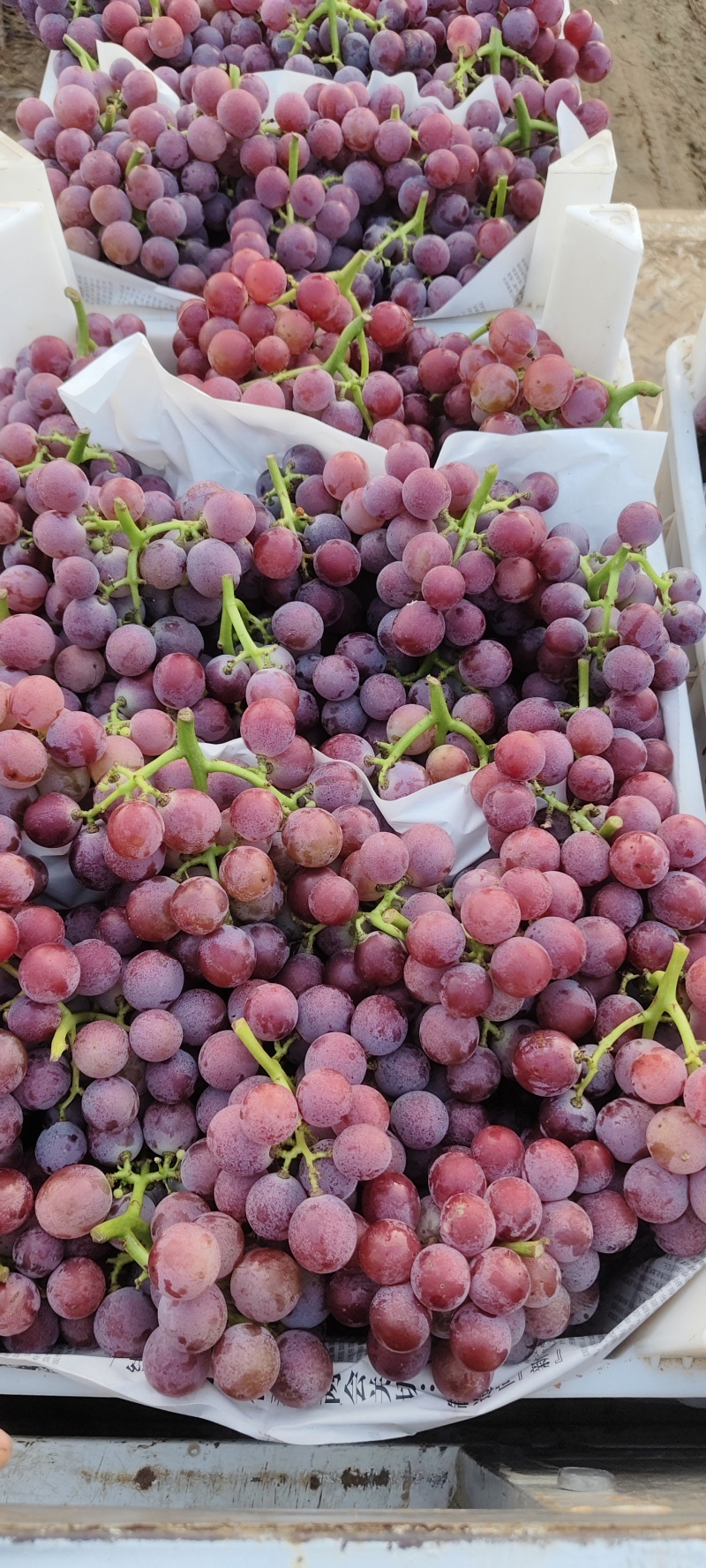 巨峰葡萄大量货源