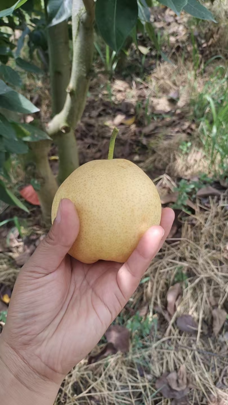 高山套袋黄金梨