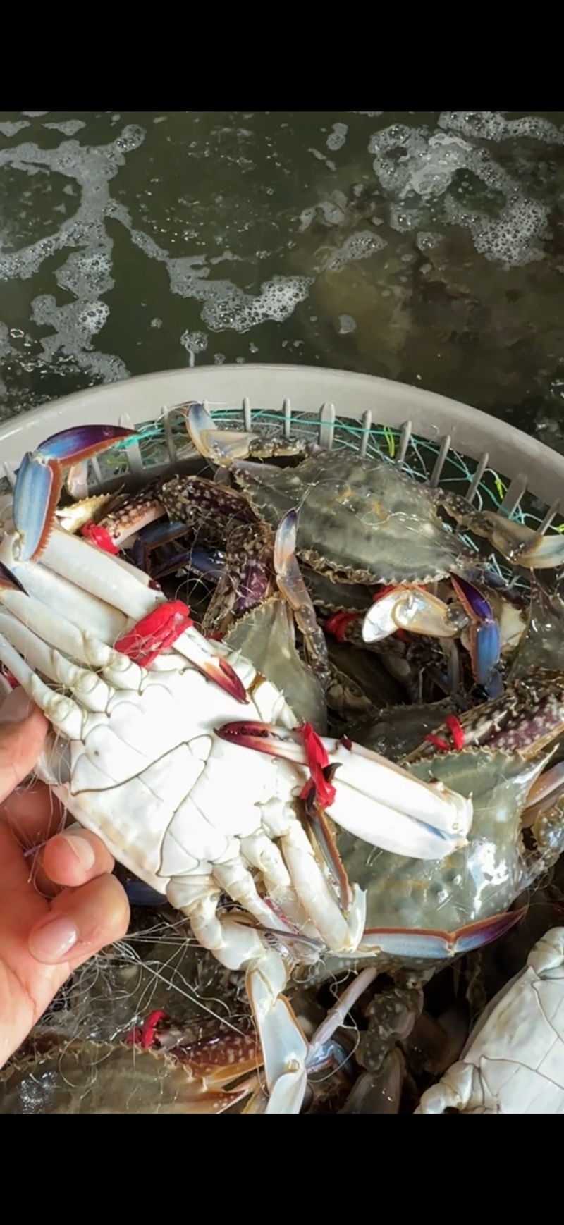 鲜活梭子蟹，海捕养殖蟹都有，支持水车发货